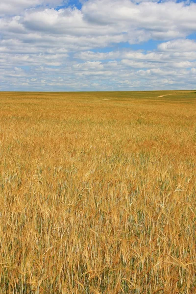 Sarı Olgun Buğday Kulakları Tarlası — Stok fotoğraf
