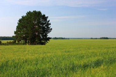 Yeşil buğday tarlasında bir ağaç