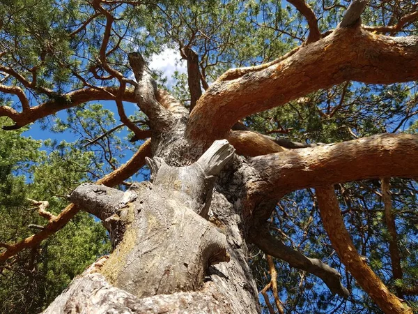 青空に対する松の幹 — ストック写真