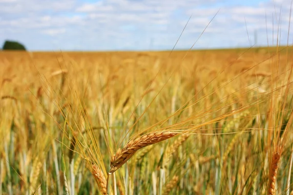 Жовті Стиглі Вуха Пшениці Полі — стокове фото