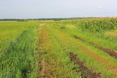 Yeşil bir tarlada toprak köy yolu