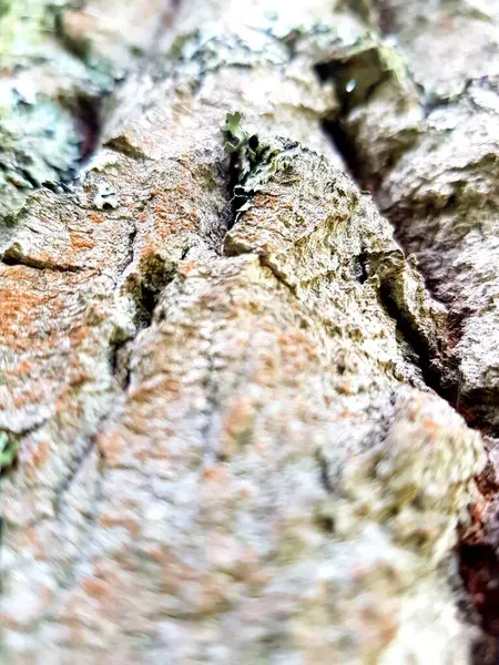 Moss Crece Corteza Árbol —  Fotos de Stock