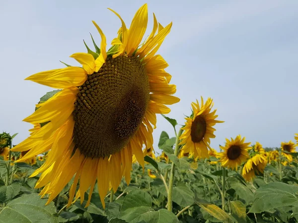 Gelbe Reife Sonnenblumen Auf Dem Feld — Stockfoto