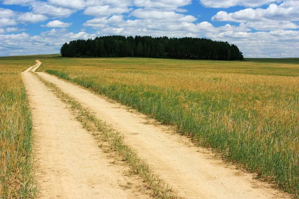 Camino Del Campo Tierra Campo Verde — Foto de Stock