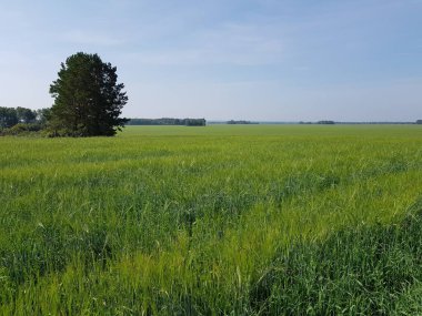 Yeşil bir tarlada yalnız bir ağaç büyüyor.