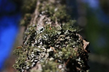 Mavi gökyüzüne karşı ağaç gövdesi