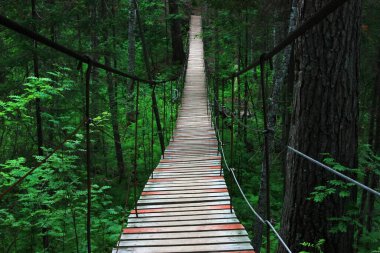 Ormandaki tahta asma köprü.