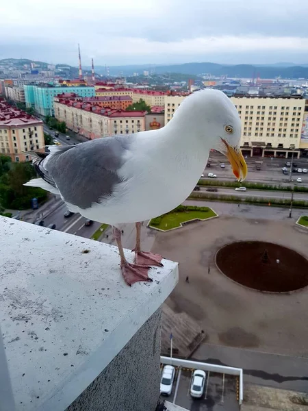 Cormorant Sits Cornice High Rise Building — Stock Photo, Image