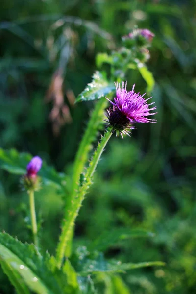 Flor Lila Campo Verde — Foto de Stock