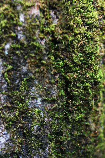 Ağaç gövdesi yeşil yosun ile kaplanmış.