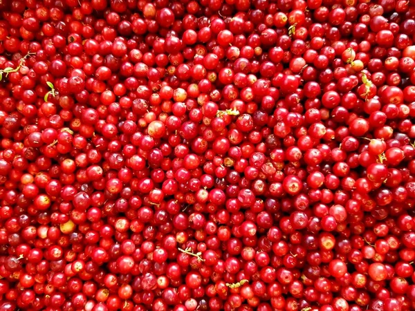Rode Bessen Cranberry Zitten Los Stockfoto