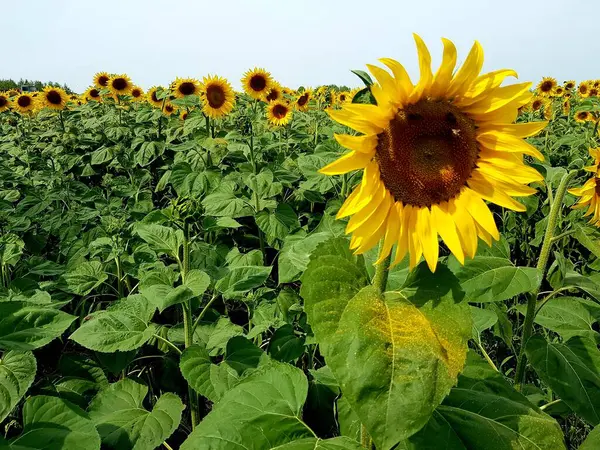 Gelbe Reife Sonnenblume Einem Grünen Feld — Stockfoto