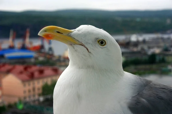 Cormorant Sits Window Tall Building — Stock Photo, Image