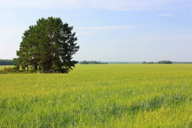 Tarlada yeşil buğday kulakları