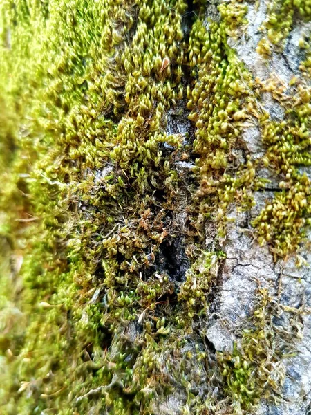 Зеленый Мох Растет Стволе Дерева — стоковое фото