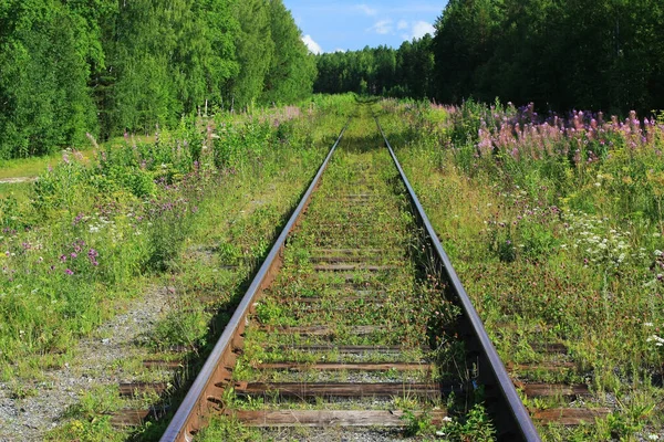 Velho Caminho Ferro Abandonado Floresta — Fotografia de Stock