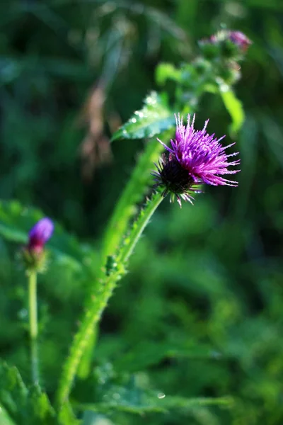 Lila Bogáncs Virág Zöld Mezőn — Stock Fotó