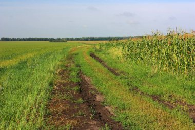 Yeşil bir tarlada toprak köy yolu