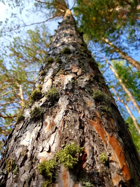 Зелений Мох Росте Стовбурі Дерева — стокове фото