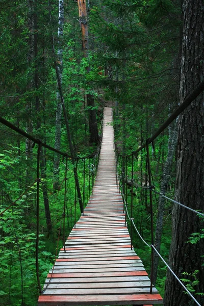 Una Vieja Pasarela Madera Bosque — Foto de Stock