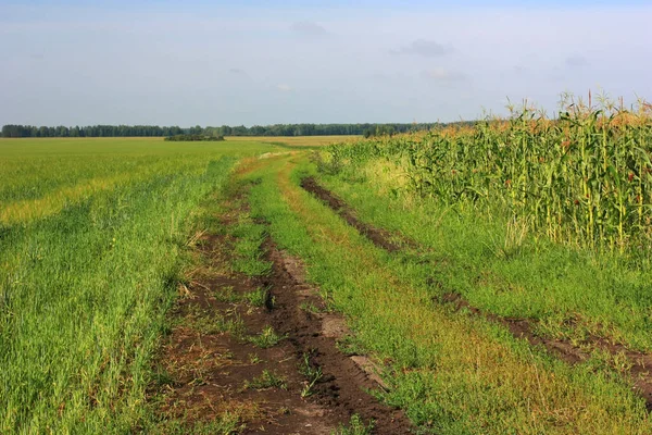 Yeşil bir tarlada toprak köy yolu