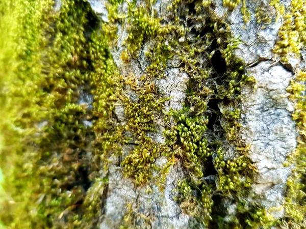 Musgo Verde Crece Tronco Árbol —  Fotos de Stock