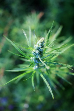 Karanlık bir ormanda yetişen yeşil bitki.