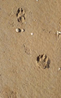Sahilde ayak izleri.