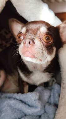 Sevimli chihuahua köpeği kanepede uzanıyor ve kameraya bakıyor.