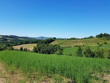 Toskana, İtalya 'da yeşil tarlaları olan güzel bir manzara.