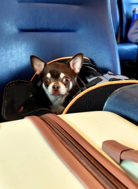 Köpek araba koltuğunda.