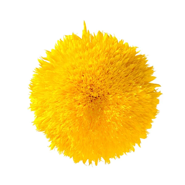 Teddybär Sonnenblume isoliert — Stockfoto