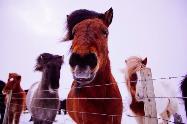 Ισλανδική άλογο στο χιόνι τοπίο — Φωτογραφία Αρχείου