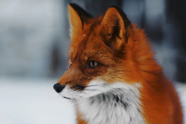 Portrait of nice red fox in winter forest Stock Photo by ©rimdream 105247600 Portrait of nice red fox in winter forest Stock Photo by ©rimdream 105247600