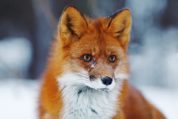 Porträt eines netten Rotfuchses im Winterwald — Stockfoto