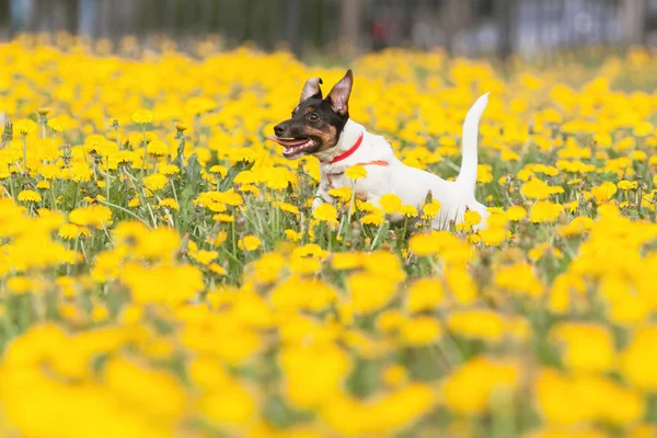 JACK RUSSELL PARSON TERRIER RUNNING nel parco — Foto Stock