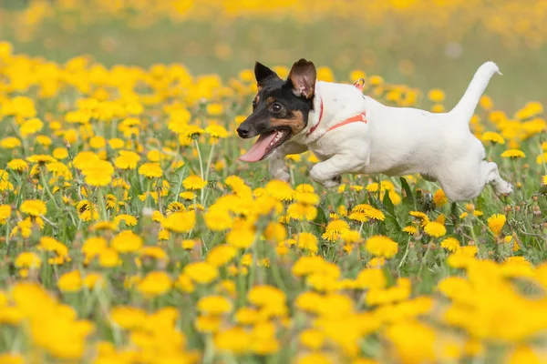 JACK RUSSELL PARSON TERRIER RUNNING nel parco — Foto Stock