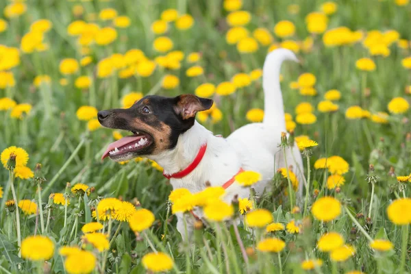 Jack russel su prato fiorito — Foto Stock