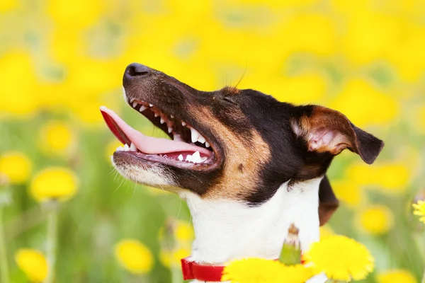 Jack russel su prato fiorito — Foto Stock