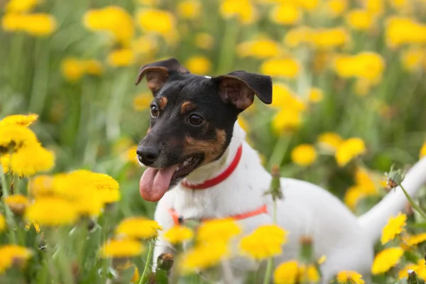 Jack russel su prato fiorito — Foto Stock