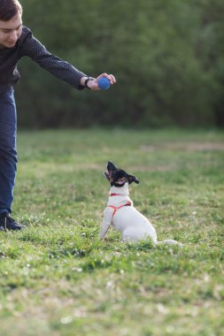 Jack Russell Parson çimenlerin üzerinde oturan Terrier