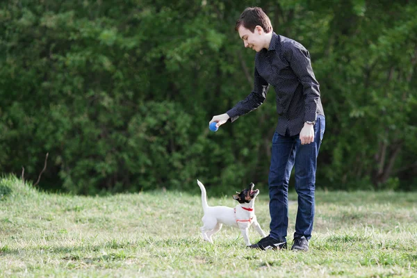 Jack Russell Parson çimenlerin üzerinde oturan Terrier