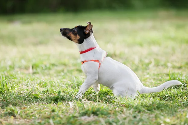 Jack Russell Terrier Parson siedząc na trawie — Zdjęcie stockowe