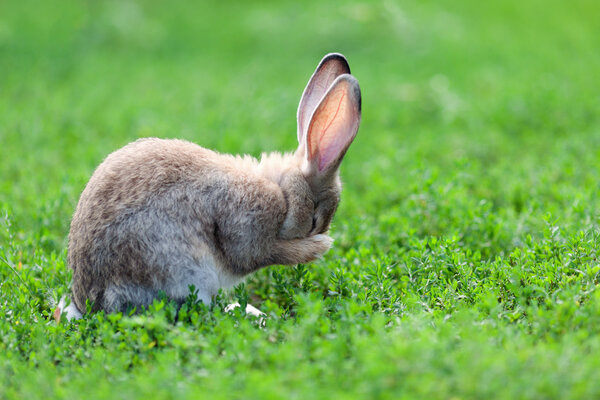 Portrait of little rabbit on green grass background