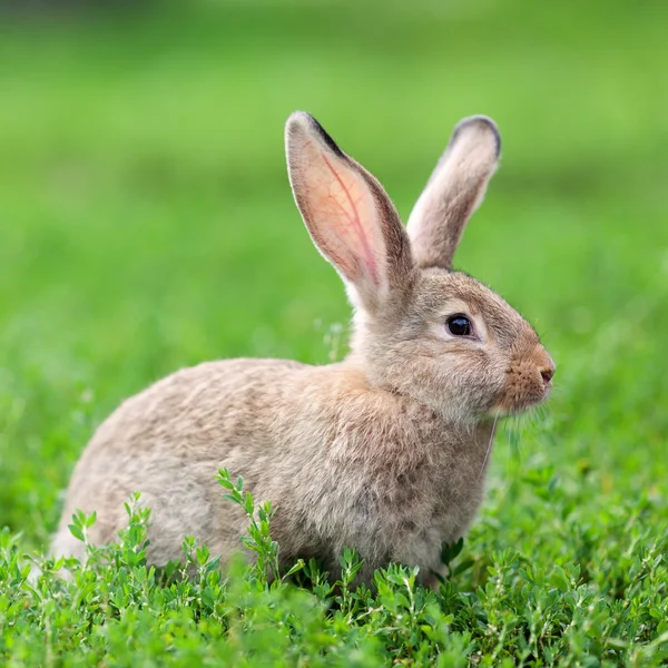 Portrait of little rabbit on green grass background — Stock Photo, Image