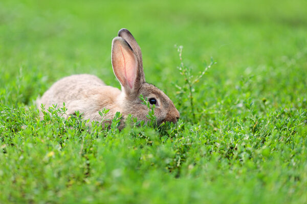 Portrait of little rabbit on green grass background