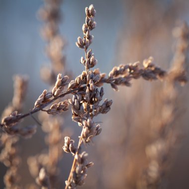 Sabahın erken saatlerinde donmuş bitkiler kışın kapanır.
