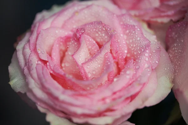 Gros plan belle rose avec gouttes d'eau — Photo