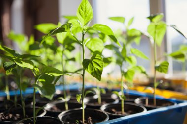 Makro turba tepsisinde saksı fidan 
