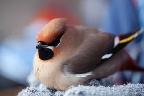 Bombycilla garrulus 雀, — 图库照片